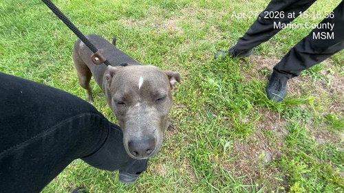 TIANA, an adoptable American Pit Bull Terrier in Ocala, FL