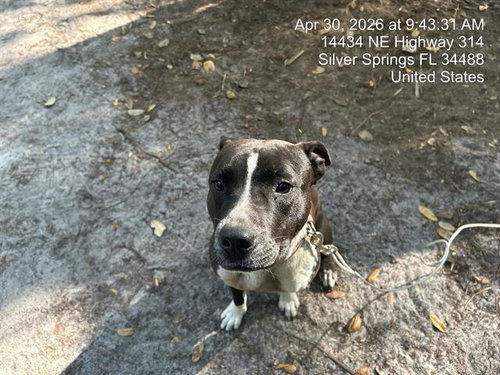 BELLA, an adoptable American Pit Bull Terrier in Ocala, FL