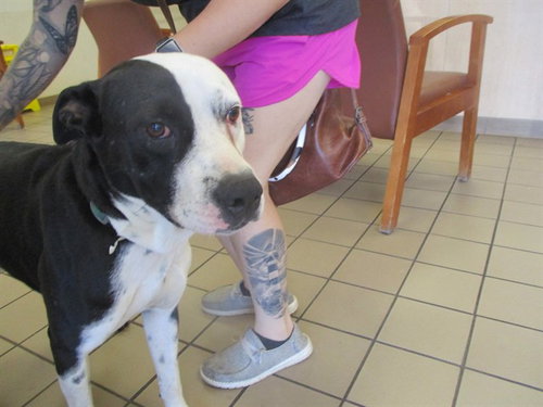 GOOSE, an adoptable American Pit Bull Terrier in Ocala, FL