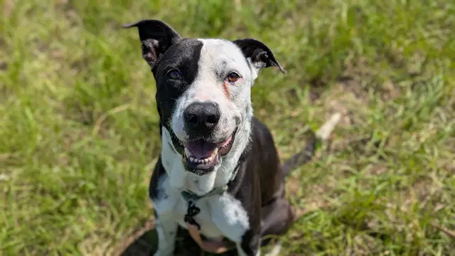 Goose - American Pit Bull Terrier