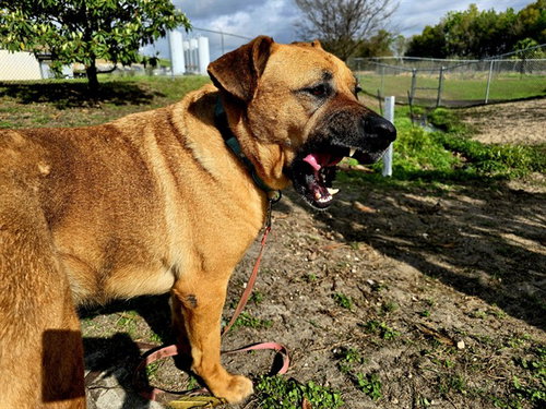 ACORN, an adoptable Black Mouth Cur in Ocala, FL