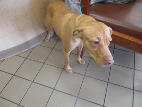 ANNIE, an adoptable Labrador Retriever in Ocala, FL