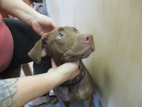 JJ, an adoptable Labrador Retriever in Ocala, FL