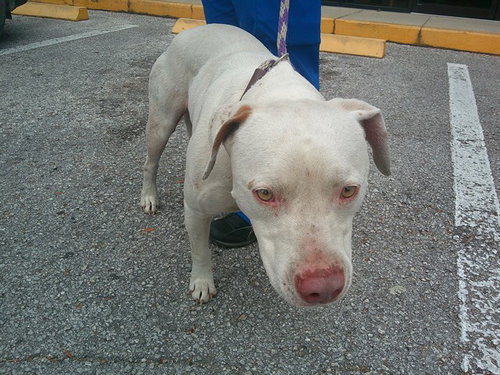 HERMAN, an adoptable Catahoula Leopard Dog in Ocala, FL