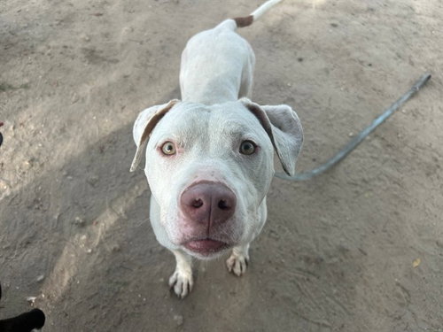 HERMAN, an adoptable Catahoula Leopard Dog in Ocala, FL