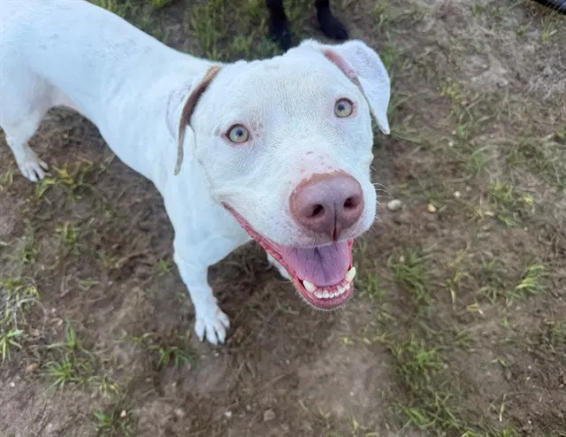 Herman - Catahoula Leopard Dog