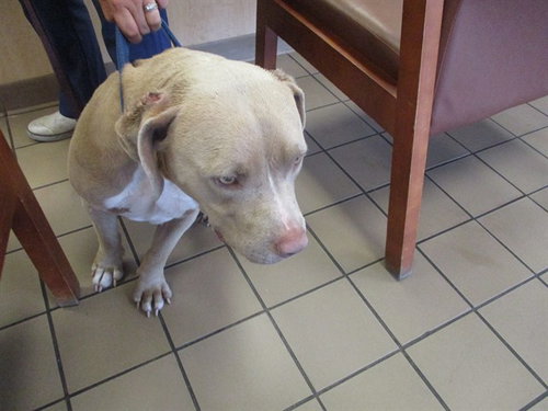 A381642, an adoptable American Staffordshire Terrier in Ocala, FL