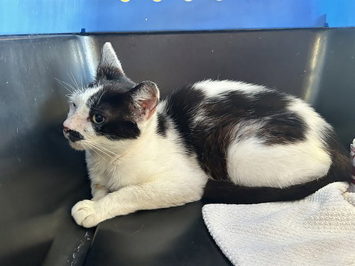 PERIWINKLE, an adoptable Domestic Short Hair in Ocala, FL