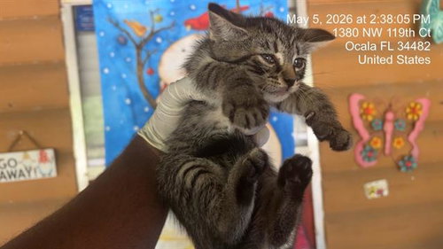 IRIS, an adoptable Domestic Short Hair in Ocala, FL