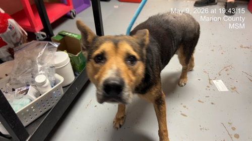 LECHONA, an adoptable Queensland Heeler in Ocala, FL