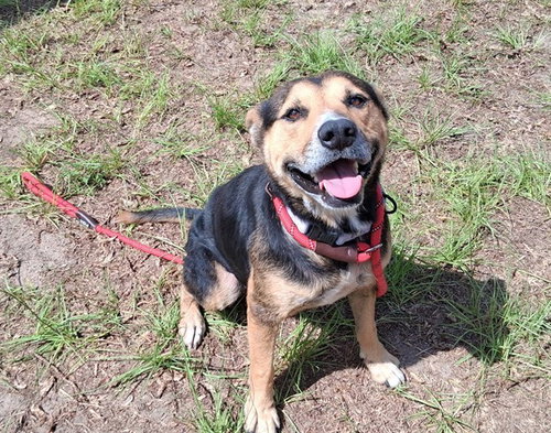 LECHONA, an adoptable Queensland Heeler in Ocala, FL