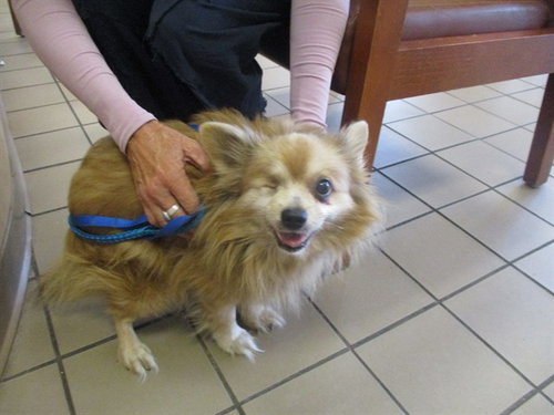 PEANUT, an adoptable Pomeranian in Ocala, FL