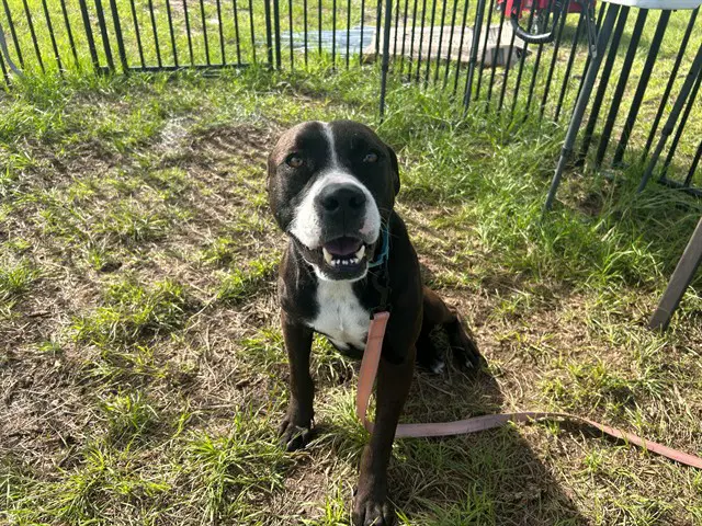 Scully - American Pit Bull Terrier