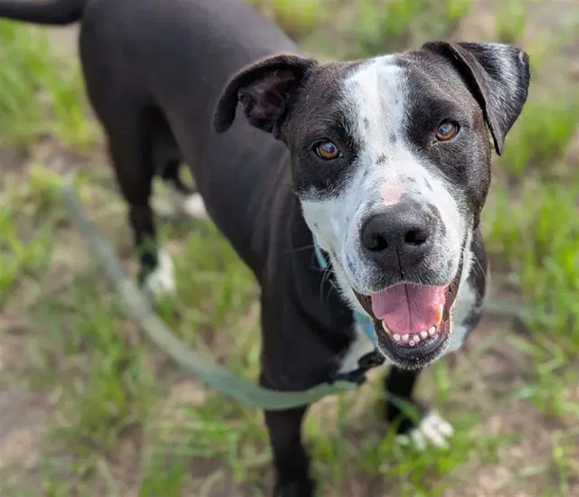 Chaplin - American Pit Bull Terrier