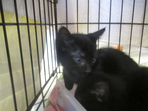 JANE, an adoptable Domestic Short Hair in Ocala, FL