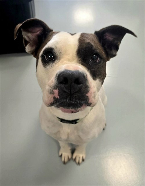 MIMI, an adoptable American Bulldog in Ocala, FL