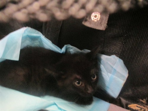 OAKLEY, an adoptable Domestic Short Hair in Ocala, FL