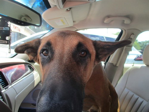 MAJOR, an adoptable Belgian Shepherd Malinois in Ocala, FL