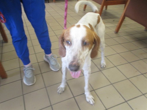 CURLY, an adoptable Hound in Ocala, FL