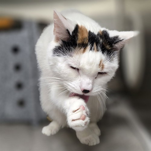 SASSY, Young Domestic Short Hair (medium coat), cat for adoption in Ocoee, Florida