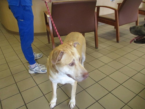 SASHA, an adoptable Siberian Husky in Ocala, FL