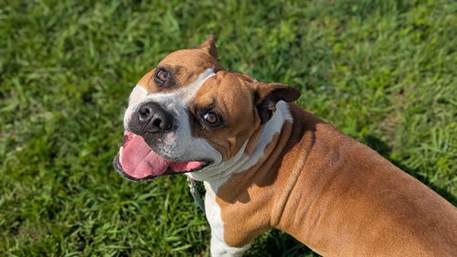 CHICO