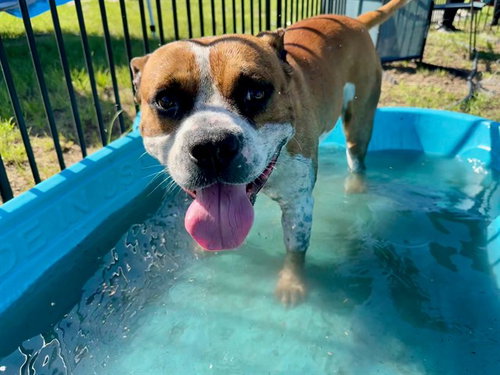 Chico