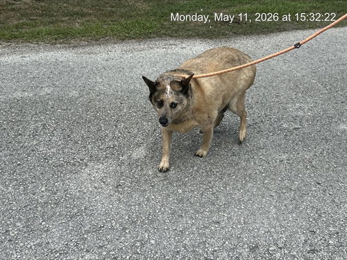 BADGER, an adoptable Australian Cattle Dog in Ocala, FL