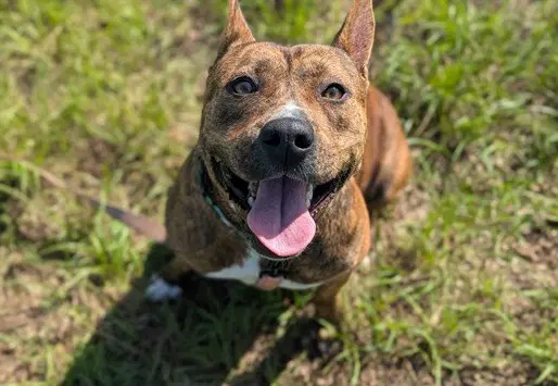 Perla - American Pit Bull Terrier