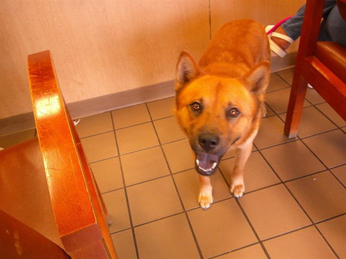 FERB, an adoptable Chow Chow in Ocala, FL