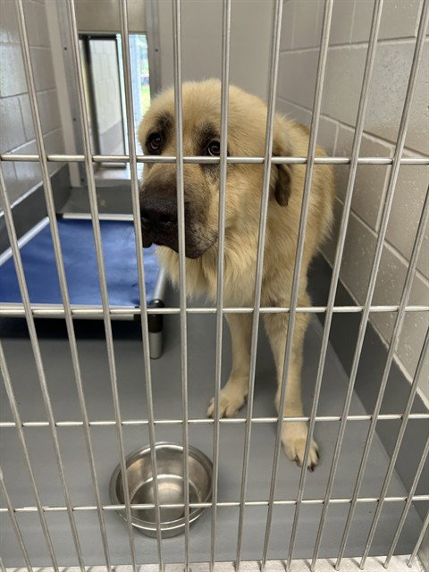 TOBY, an adoptable Anatolian Shepherd in Ocala, FL
