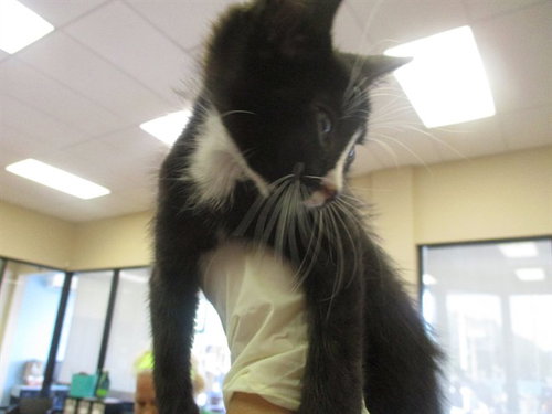 A382518, an adoptable Domestic Short Hair in Ocala, FL