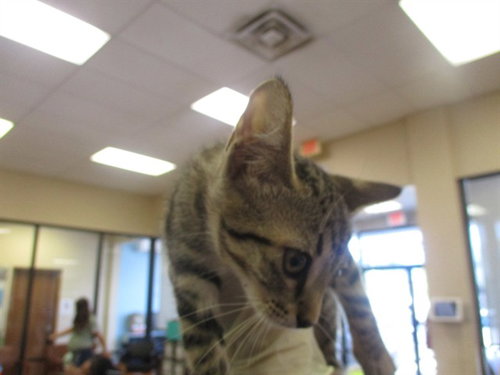 A382520, an adoptable Domestic Short Hair in Ocala, FL