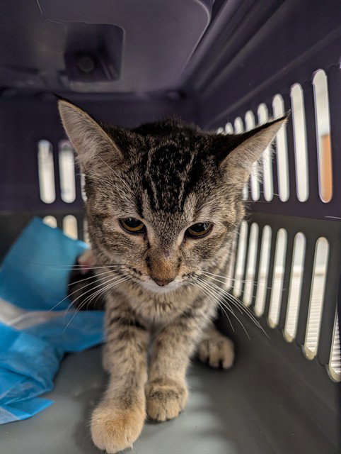 PUFF, an adoptable Domestic Short Hair in Ocala, FL