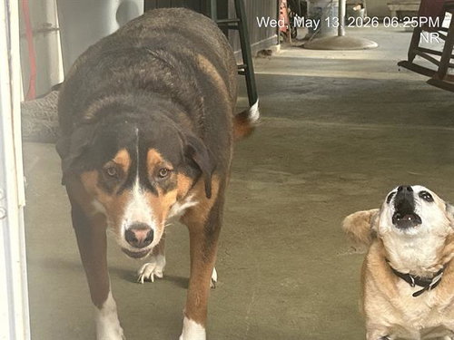 JAX, an adoptable Greater Swiss Mountain Dog in Ocala, FL