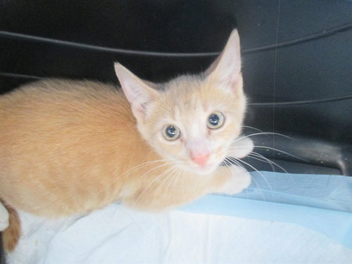 A382690, an adoptable Domestic Short Hair in Ocala, FL
