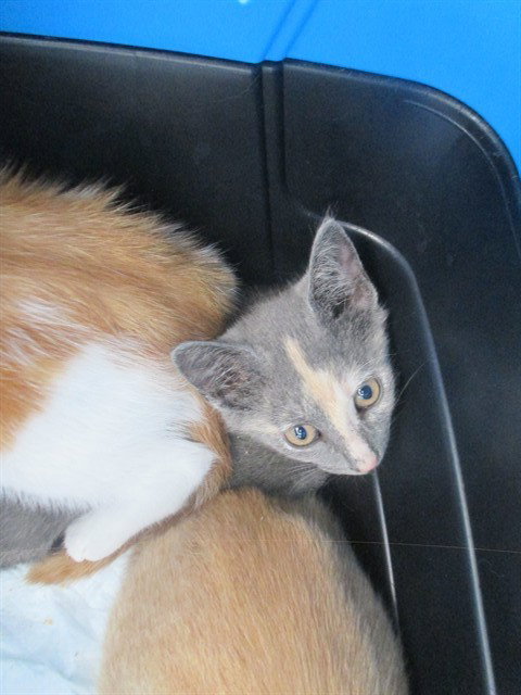 A382692, an adoptable Domestic Short Hair in Ocala, FL
