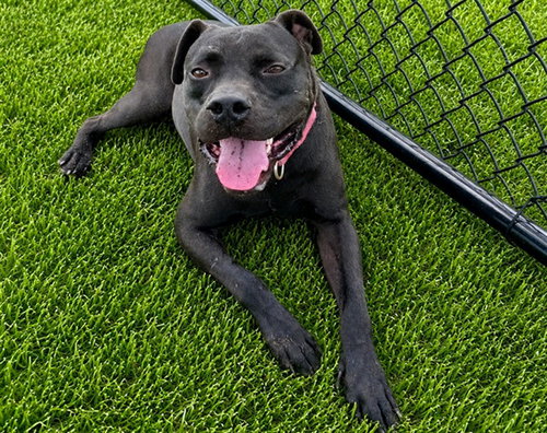 BRUNO, a dog for adoption from Marion County Animal Services