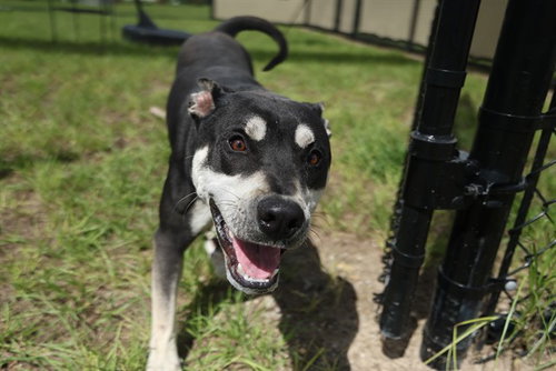 CRUZ, a dog for adoption from Marion County Animal Services