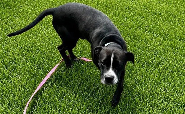 Mugin - American Pit Bull Terrier