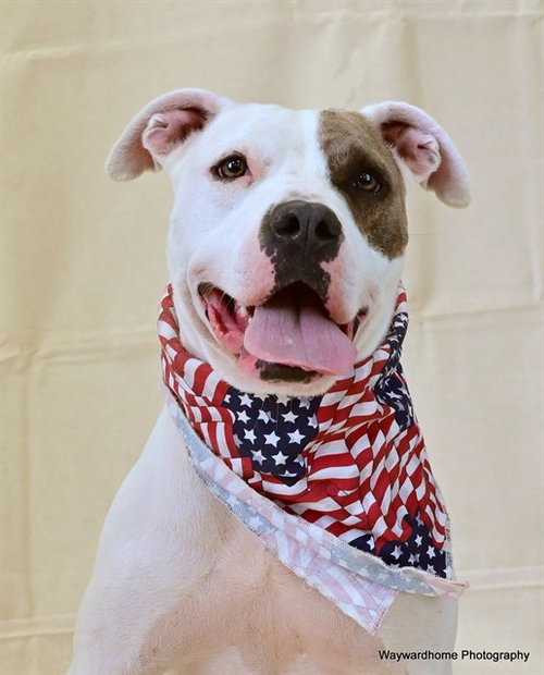 BUD, an adoptable American Pit Bull Terrier in Ocala, FL