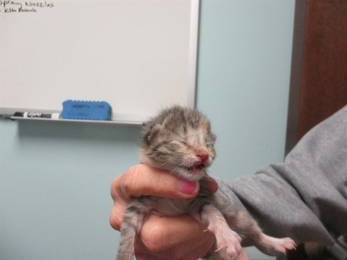 PEANUT