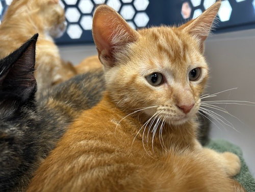 A383328 - Domestic Short Hair available for adoption