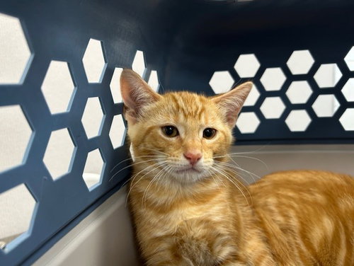 A383329 - Domestic Short Hair available for adoption