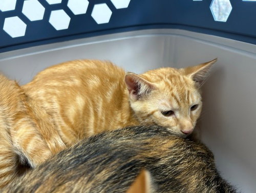 A383330 - Domestic Short Hair available for adoption