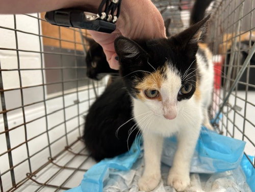 A383351 - Domestic Short Hair available for adoption