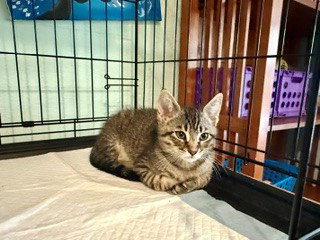 TAG A LONG, Baby Domestic Short Hair (medium coat), cat for adoption in Ocoee, Florida