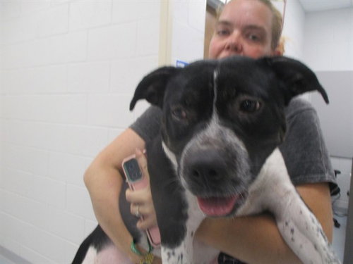 A383303, an adoptable Staffordshire Bull Terrier in Ocala, FL