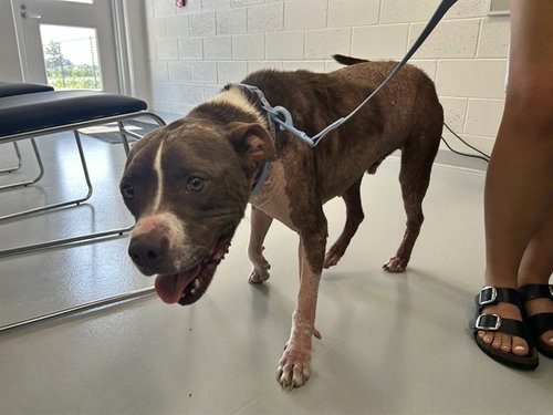 CHARLIE BROWN, an adoptable Pit Bull Terrier in Ocala, FL