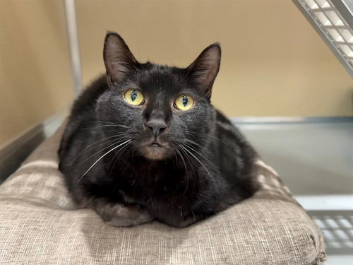 MISSY, Senior Domestic Short Hair (medium coat), cat for adoption in Ocoee, Florida